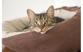 Quatro mudanças para melhorar a rotina e a vida do seu gato